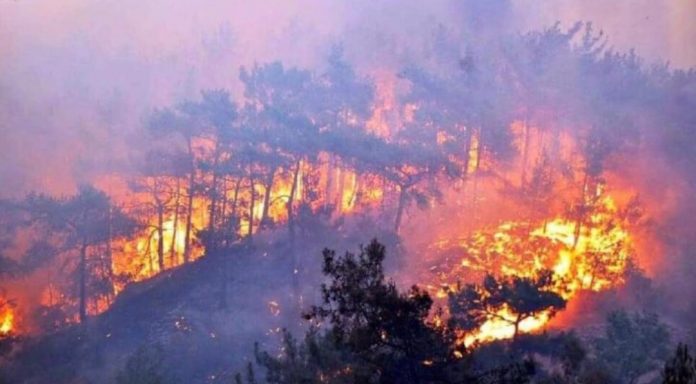 4 kentte orman yangınları devam ediyor